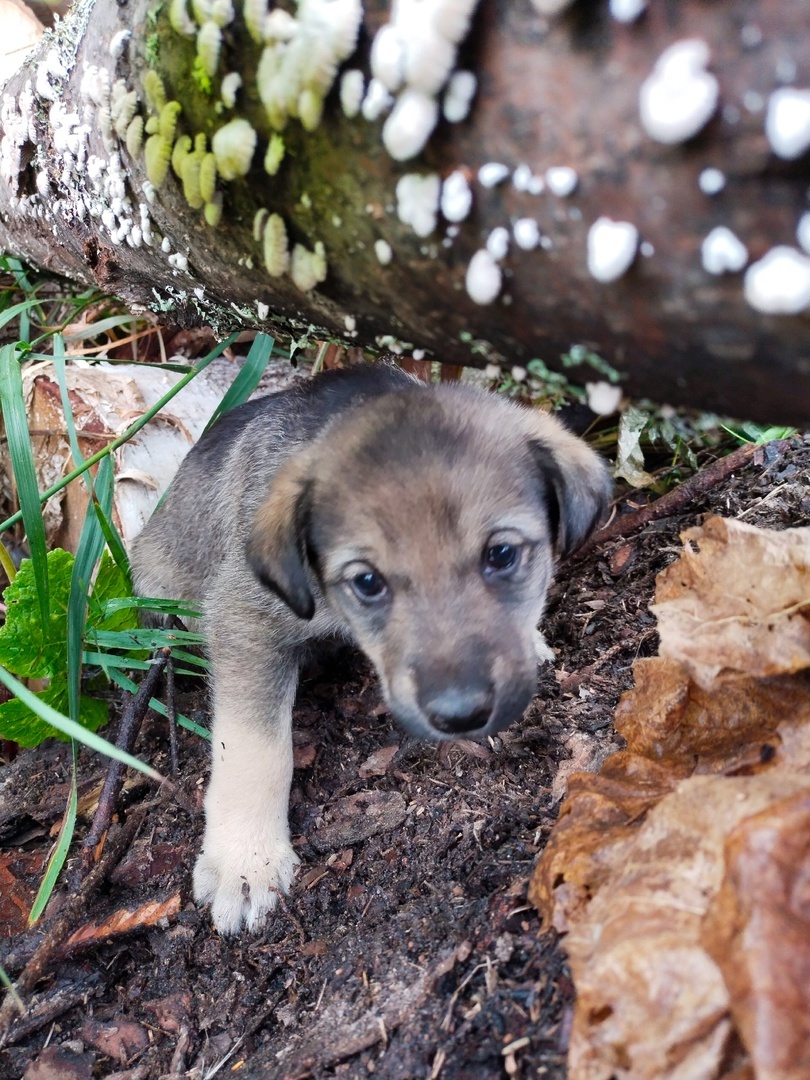 Six little ones need a home! - Overexposure, Volunteering, Homeless animals, Shelter, Perm Territory, In good hands, Longpost, Dog, Puppies