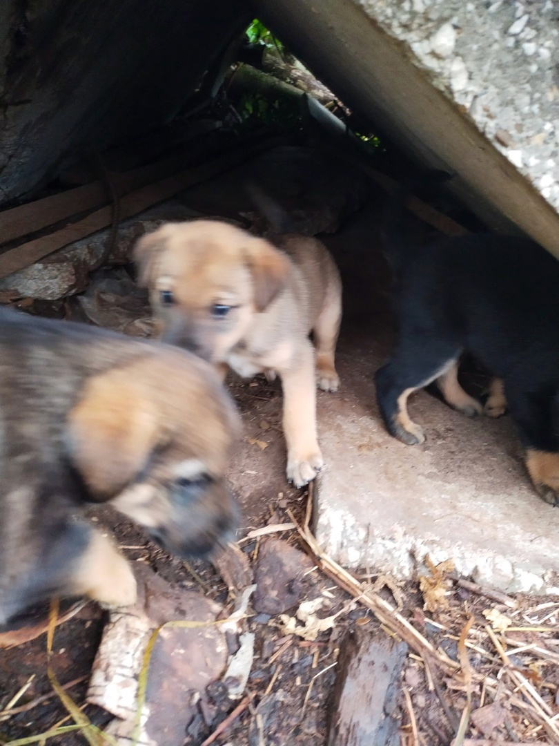 Six little ones need a home! - Overexposure, Volunteering, Homeless animals, Shelter, Perm Territory, In good hands, Longpost, Dog, Puppies