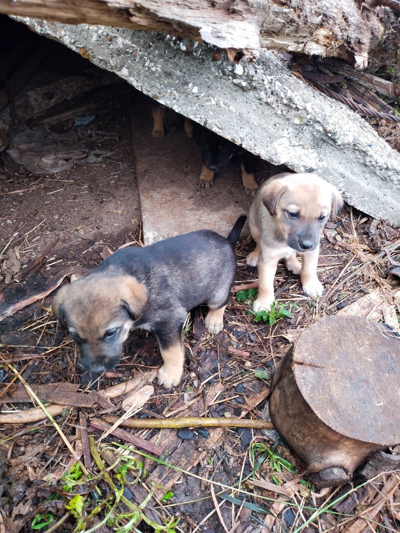 Six little ones need a home! - Overexposure, Volunteering, Homeless animals, Shelter, Perm Territory, In good hands, Longpost, Dog, Puppies