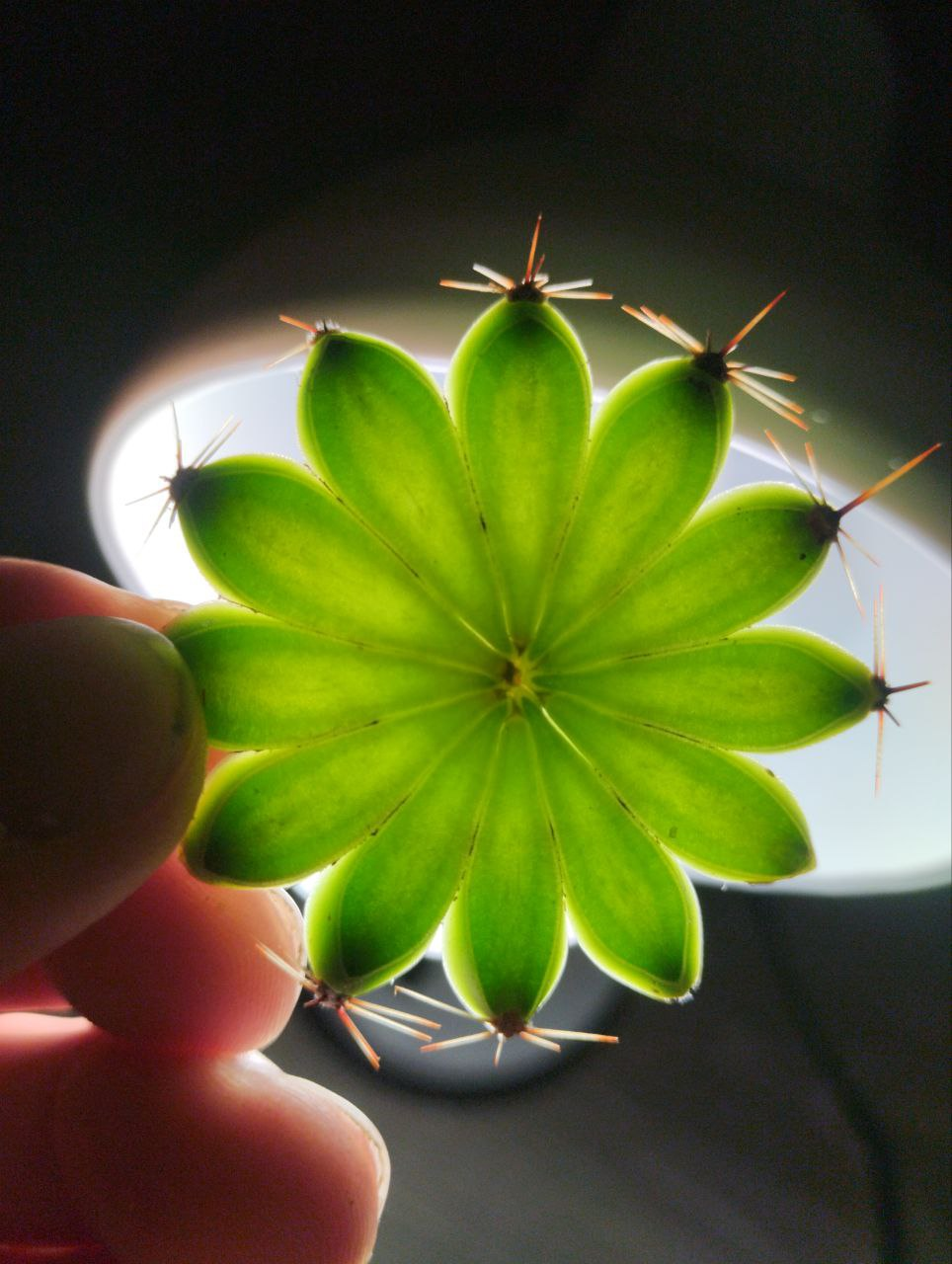 Cactus in section - My, Plants, Cactus, Houseplants, Hobby, Gardening, Macro photography, Longpost, The photo