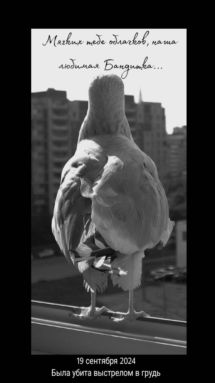 An unknown person shot the tame seagull Banditka on the balcony of a residential building on Komendantskaya Square - My, Saint Petersburg, Town, Animals, Video monitoring, Birds, Negative, Video, Longpost