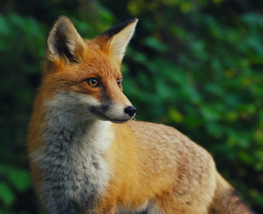 Is the fox a cross between cats and dogs? Let's find out if this is true? - My, Canines, Cat family, Fox, Evolution, Animals, Longpost