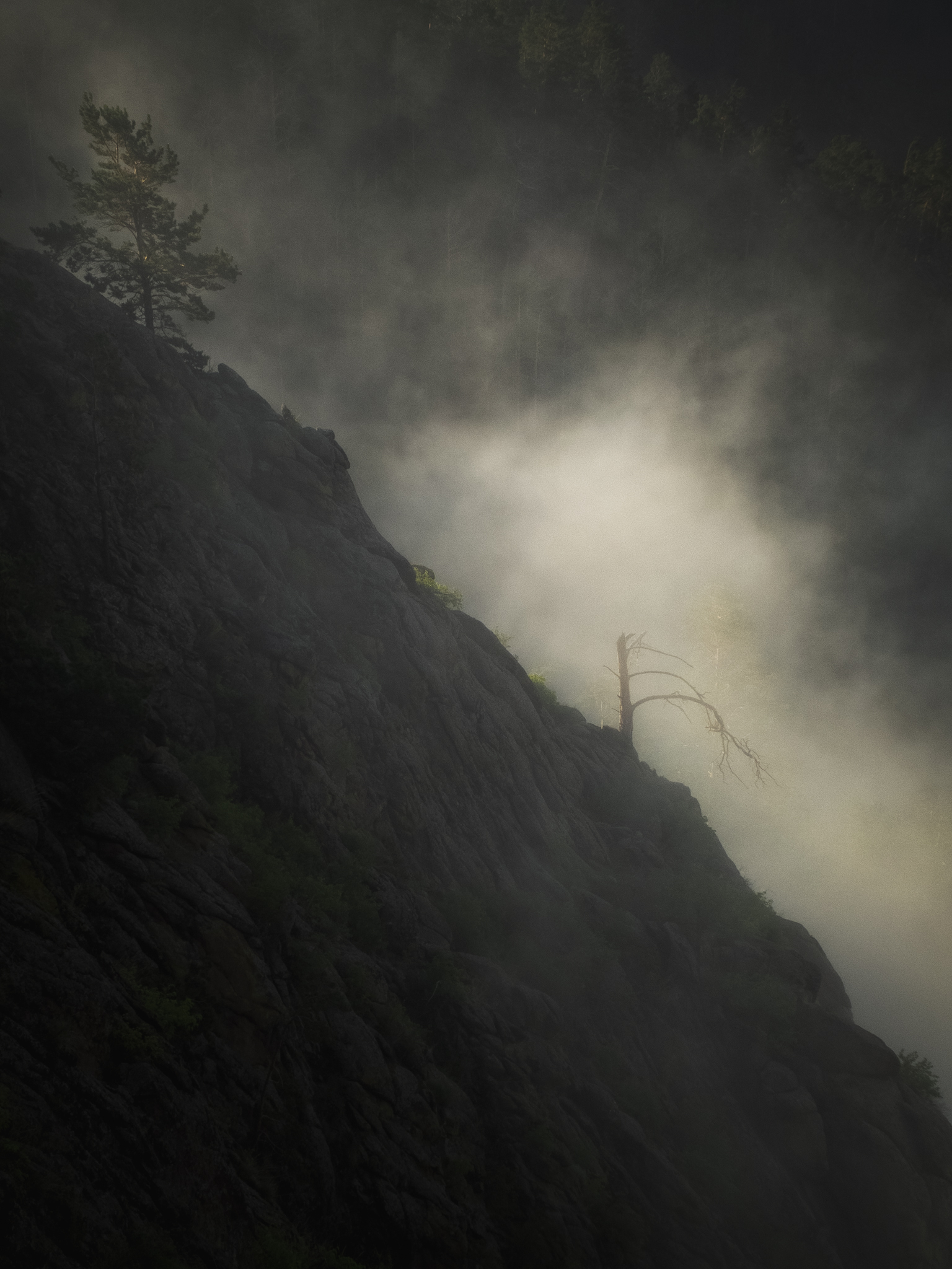 Trees in the fog, Buryatia - My, The photo, Lightroom mobile, Nature, Buryatia, Fujifilm, Beautiful view, Fog, The mountains, Tree, dawn, Morning, atmospheric place