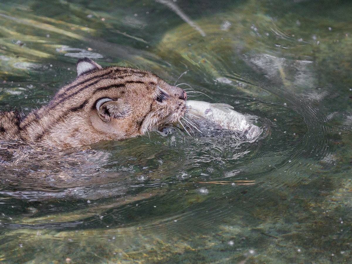 Avid fisherman - Wild animals, Small cats, Cat family, Predatory animals, Fishing Cat, Zoo, Novosibirsk Zoo, The photo, Mining, Telegram (link), Longpost