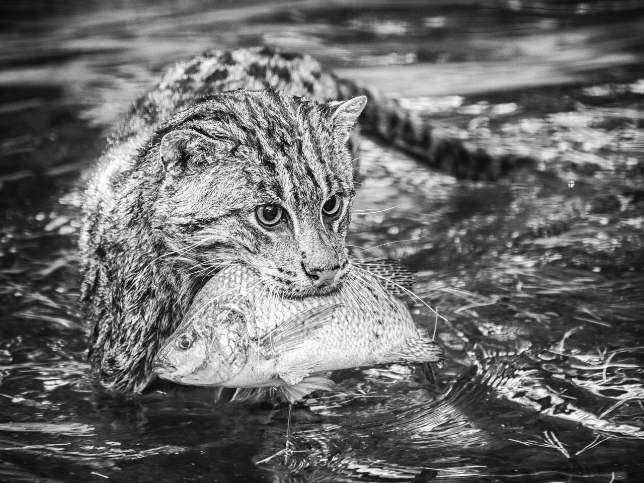 Avid fisherman - Wild animals, Small cats, Cat family, Predatory animals, Fishing Cat, Zoo, Novosibirsk Zoo, The photo, Mining, Telegram (link), Longpost