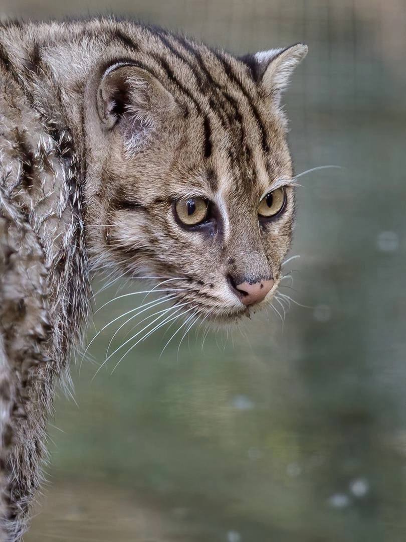 Avid fisherman - Wild animals, Small cats, Cat family, Predatory animals, Fishing Cat, Zoo, Novosibirsk Zoo, The photo, Mining, Telegram (link), Longpost