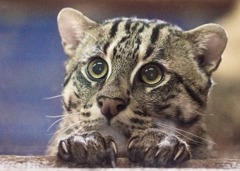 Avid fisherman - Wild animals, Small cats, Cat family, Predatory animals, Fishing Cat, Zoo, Novosibirsk Zoo, The photo, Mining, Telegram (link), Longpost