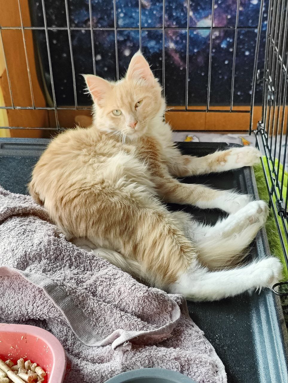 Bob, who suffered from a blow from his previous owner, has had a successful operation. Sends his regards. He is doing well - My, cat, Animal Rescue, Surgery, Video, Vertical video, Mat, Longpost