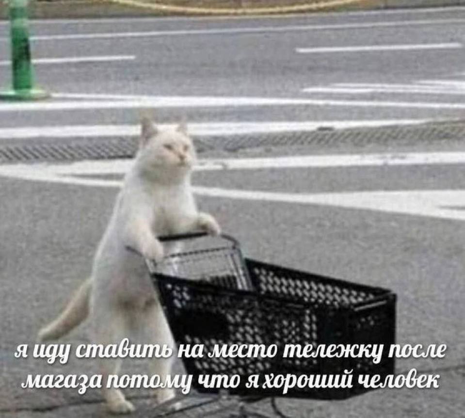 Cart - Humor, Picture with text, Memes, Decency, cat, Supermarket, Cart, Telegram (link)