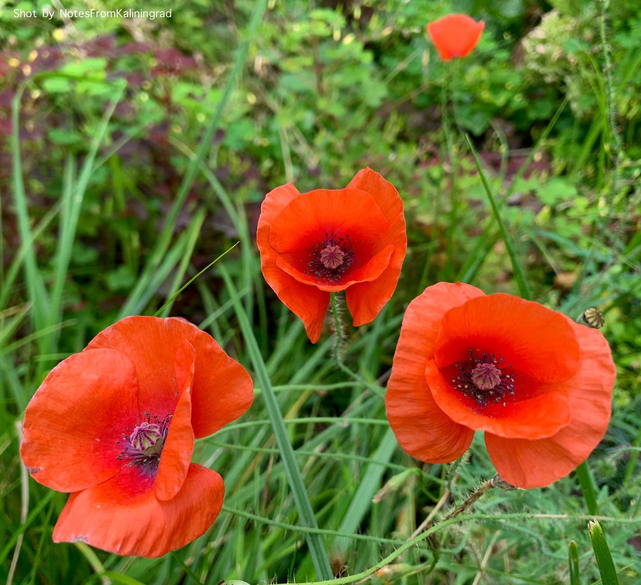 Poppy self-seeding - My, Poppy, Flowers, Bloom, City walk, Street photography, The photo, Kaliningrad, Kaliningrad region