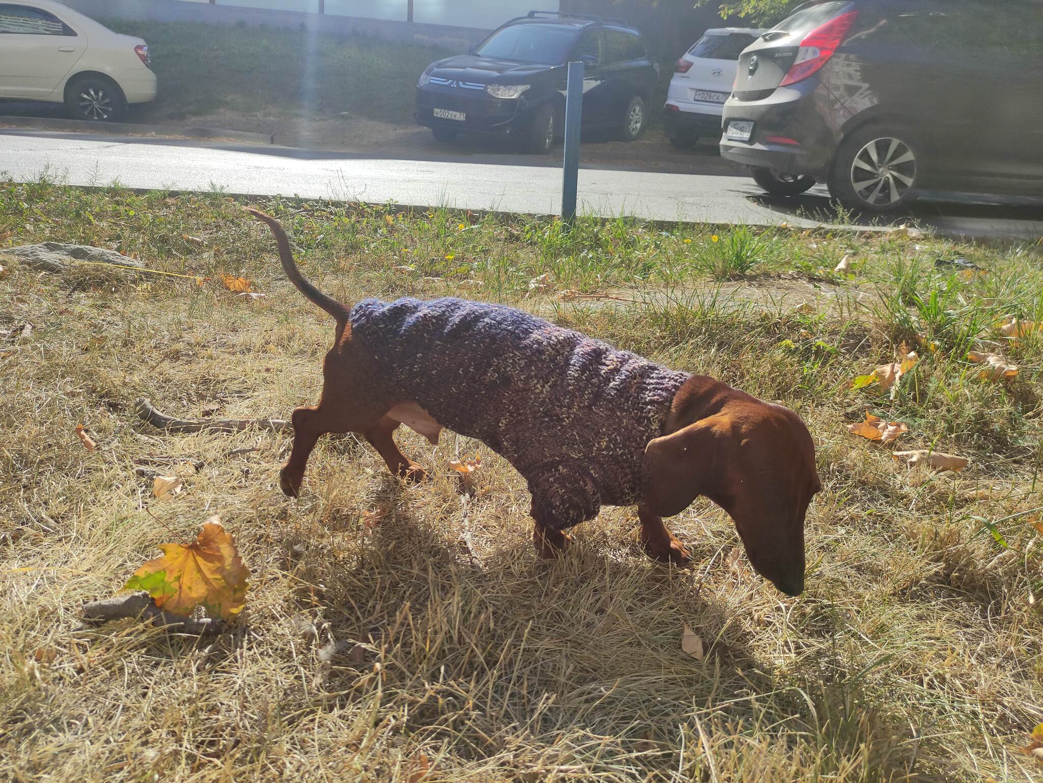 Sweater for a dachshund - My, Dwarf dachshund, Dachshund, Clothes for animals, Knitting