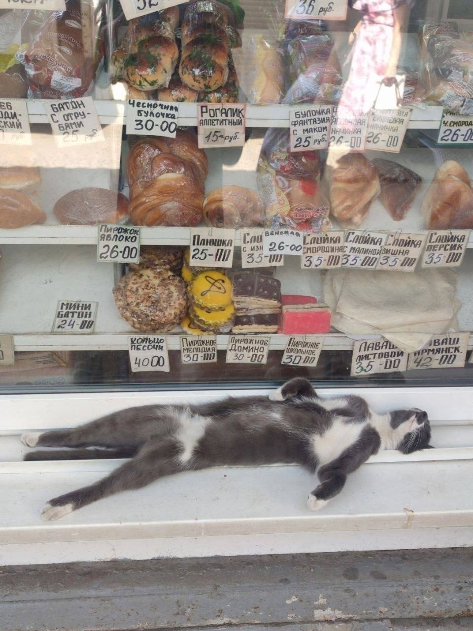 The cat is shocked by such prices... - cat, Prices