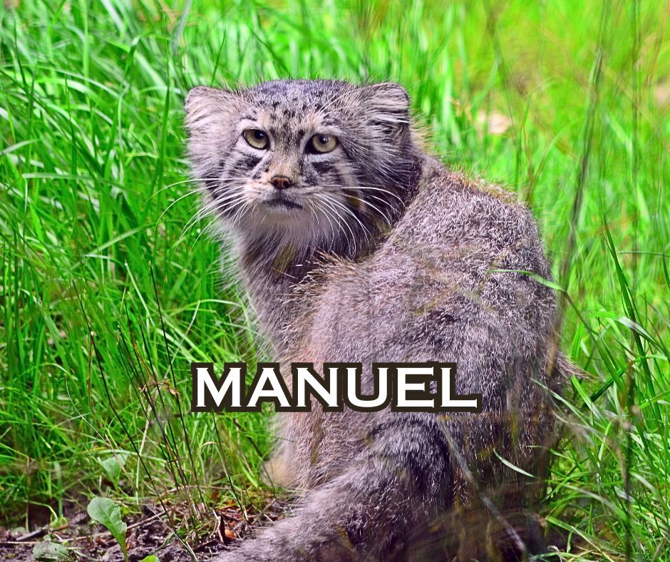 Aytas, aka Manuel - Pallas' cat, Small cats, Cat family, Predatory animals, Wild animals, The photo, Zoo, Longpost