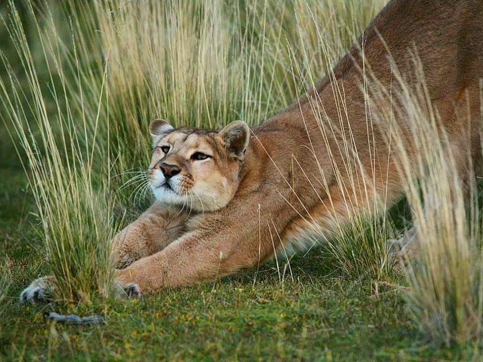 Stretching - Puma, Small cats, Cat family, Predatory animals, Wild animals, wildlife, National park, South America, The photo