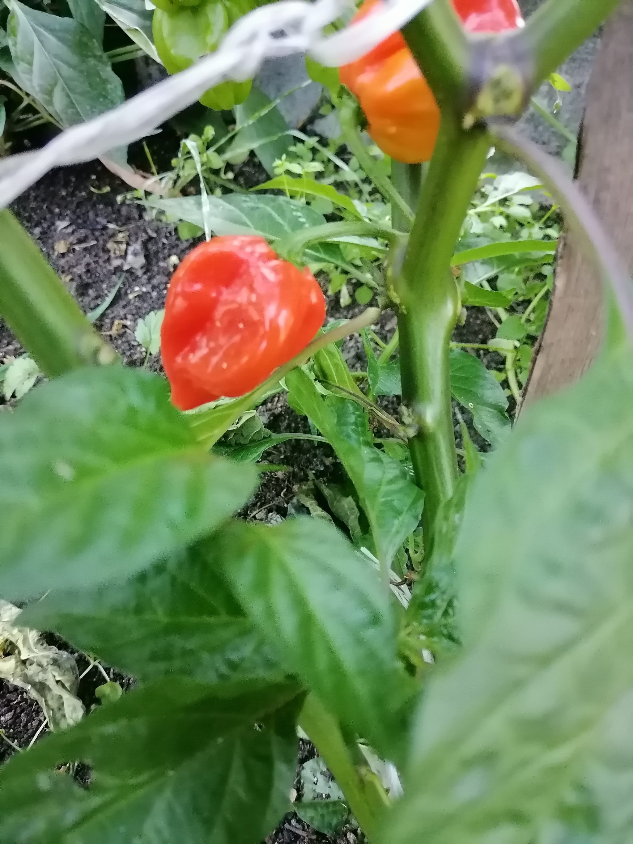 Harvest 2024. Hot peppers - My, Garden, Hot peppers, Ural, Garden, Weight, scales, Harvest, Variety, Gardening, Plants, Wintering, Longpost