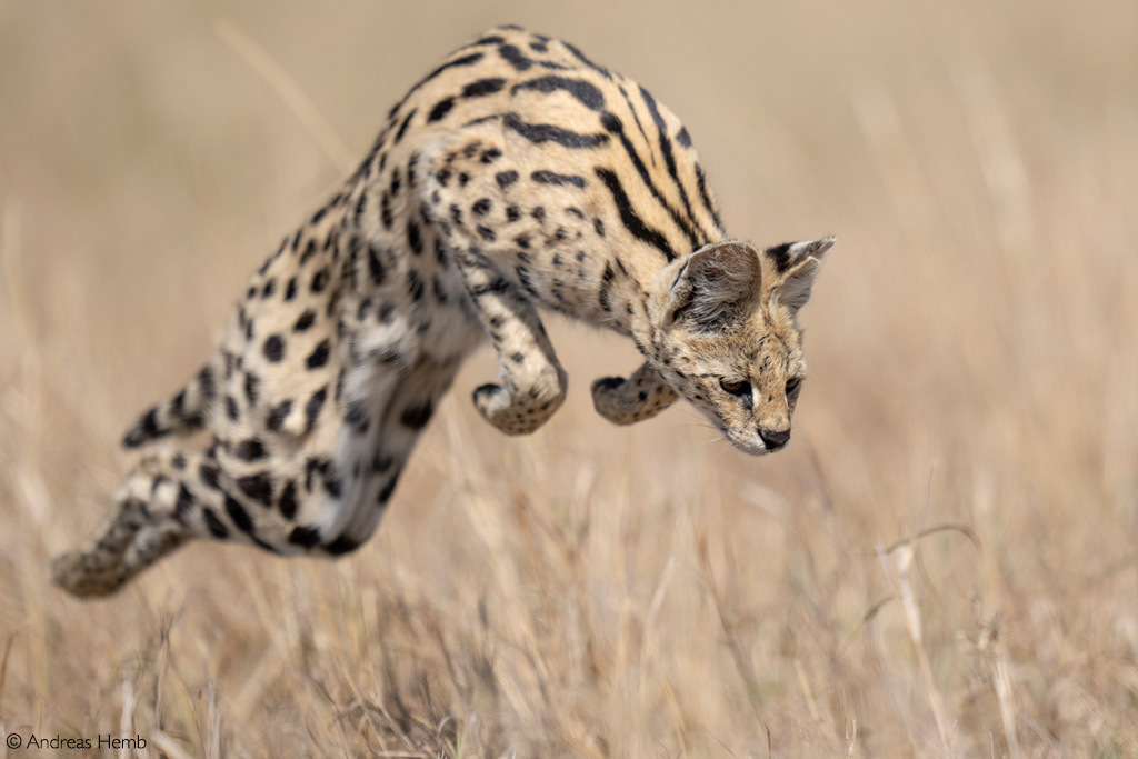 Serval in flight - Serval, Small cats, Cat family, Predatory animals, Wild animals, wildlife, Reserves and sanctuaries, Masai Mara, Africa, The photo, Bounce, Hunting