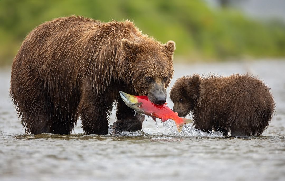 Eat, baby. - The Bears, Brown bears, Teddy bears, Predatory animals, Wild animals, wildlife, North America, The photo, Sockeye salmon, A fish, Mining