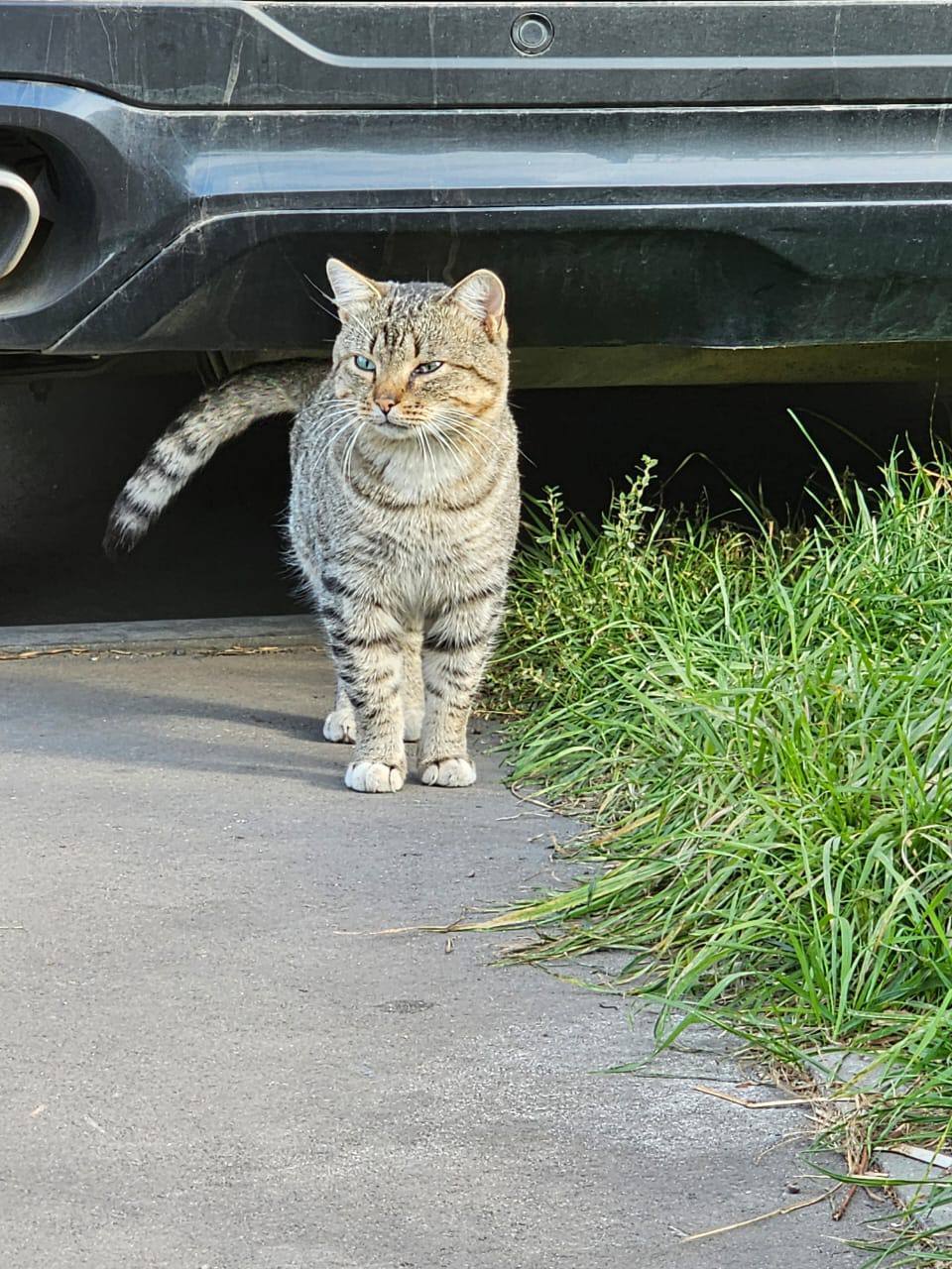 Как выглядит предательство... - В добрые руки, Котята, Кошатники, Пушистые, Кот, Без рейтинга, Погладь кота, Лига Добра, Потеряшка, Видео, Вертикальное видео, Длиннопост