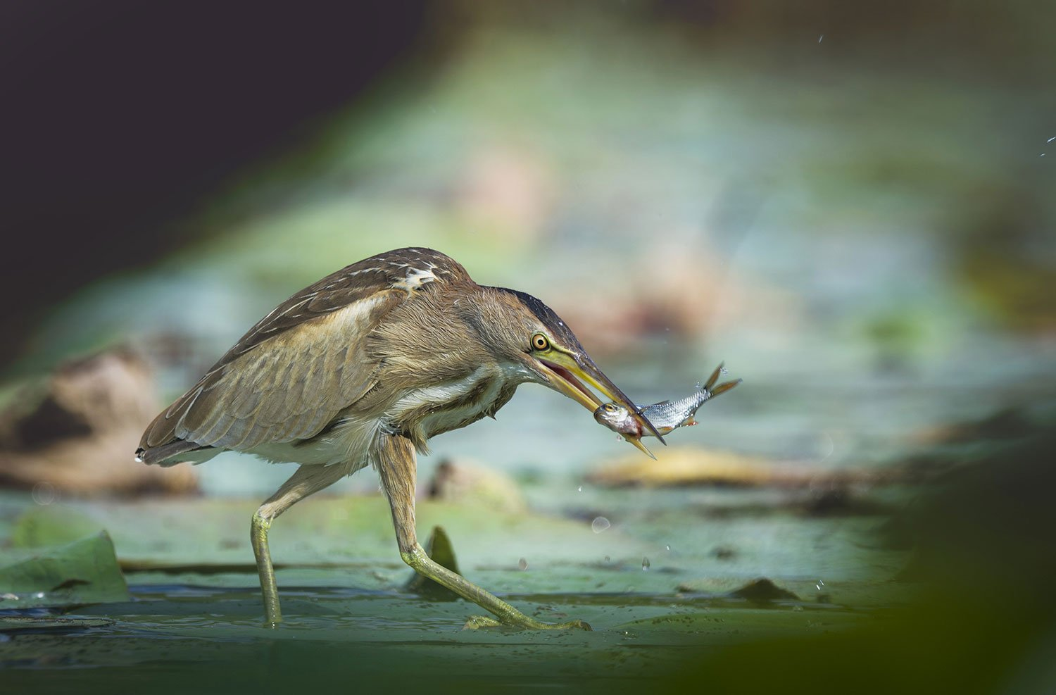 My little fish - Bittern, Birds, The photo, Mining, A fish