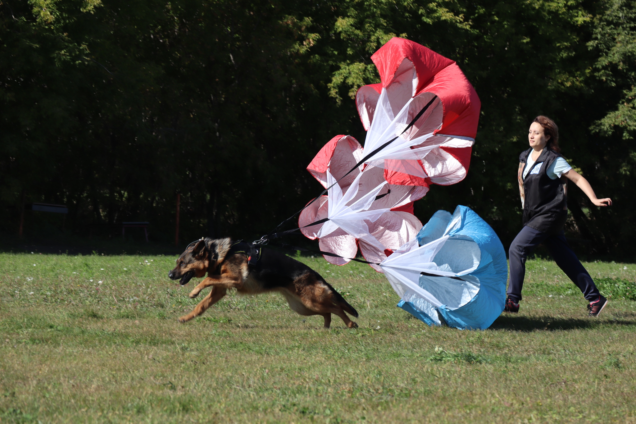 Dog training in Omsk - OCSSSS 09/21/2024 - Dog, Dog lovers, Puppies, Omsk, Training, Г“Г±Г±Г±, Longpost