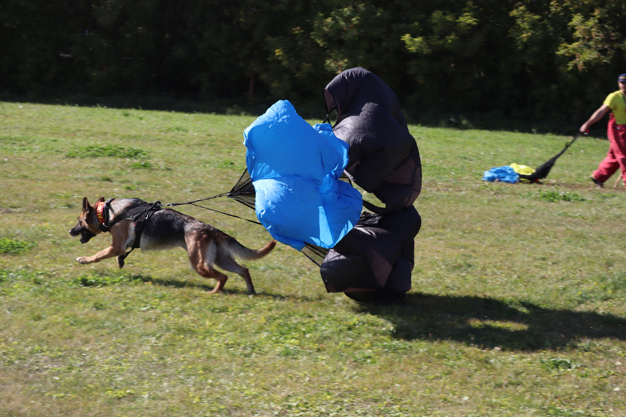 Dog training in Omsk - OCSSSS 09/21/2024 - Dog, Dog lovers, Puppies, Omsk, Training, Г“Г±Г±Г±, Longpost