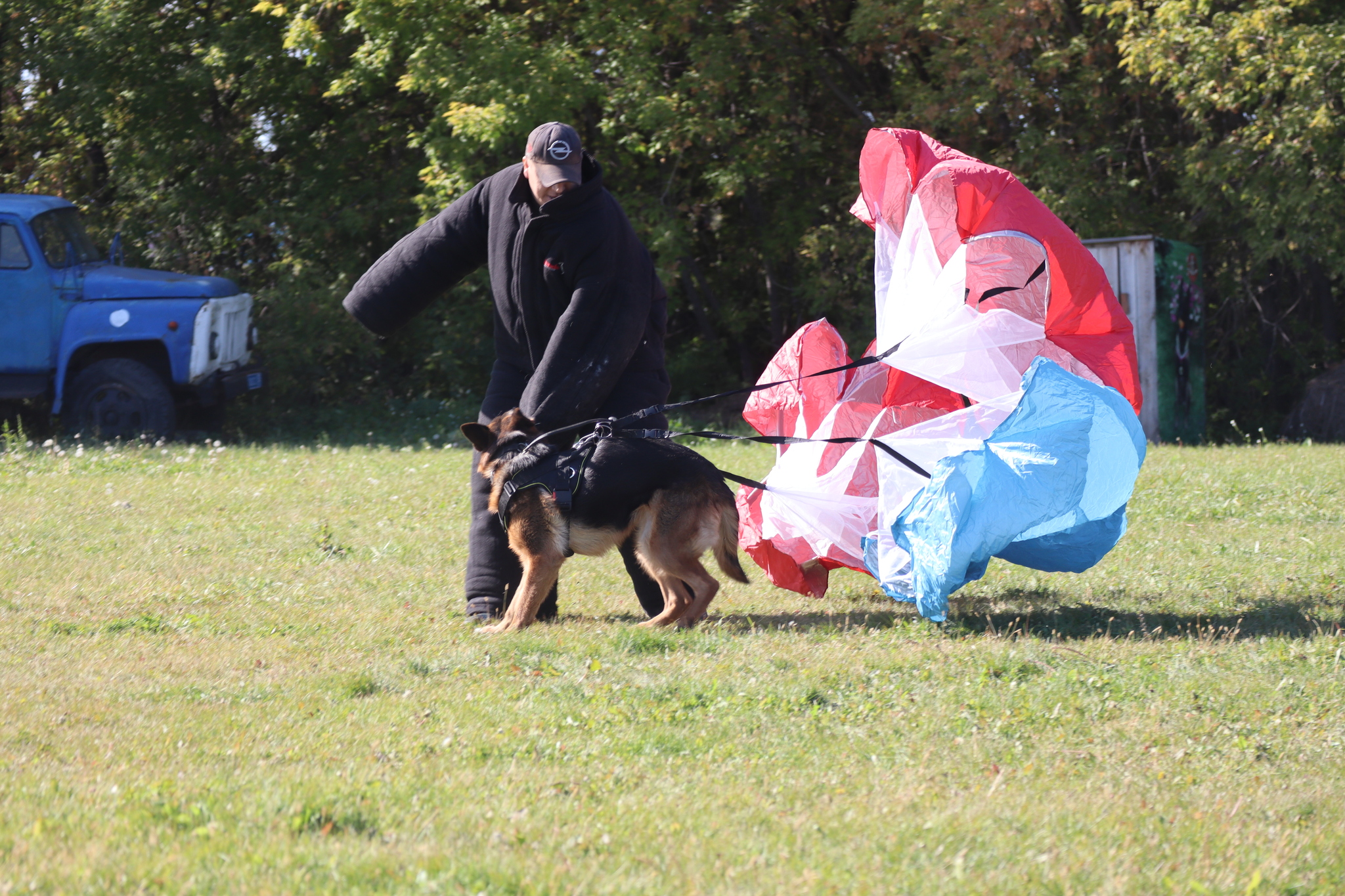 Dog training in Omsk - OCSSSS 09/21/2024 - Dog, Dog lovers, Puppies, Omsk, Training, Г“Г±Г±Г±, Longpost