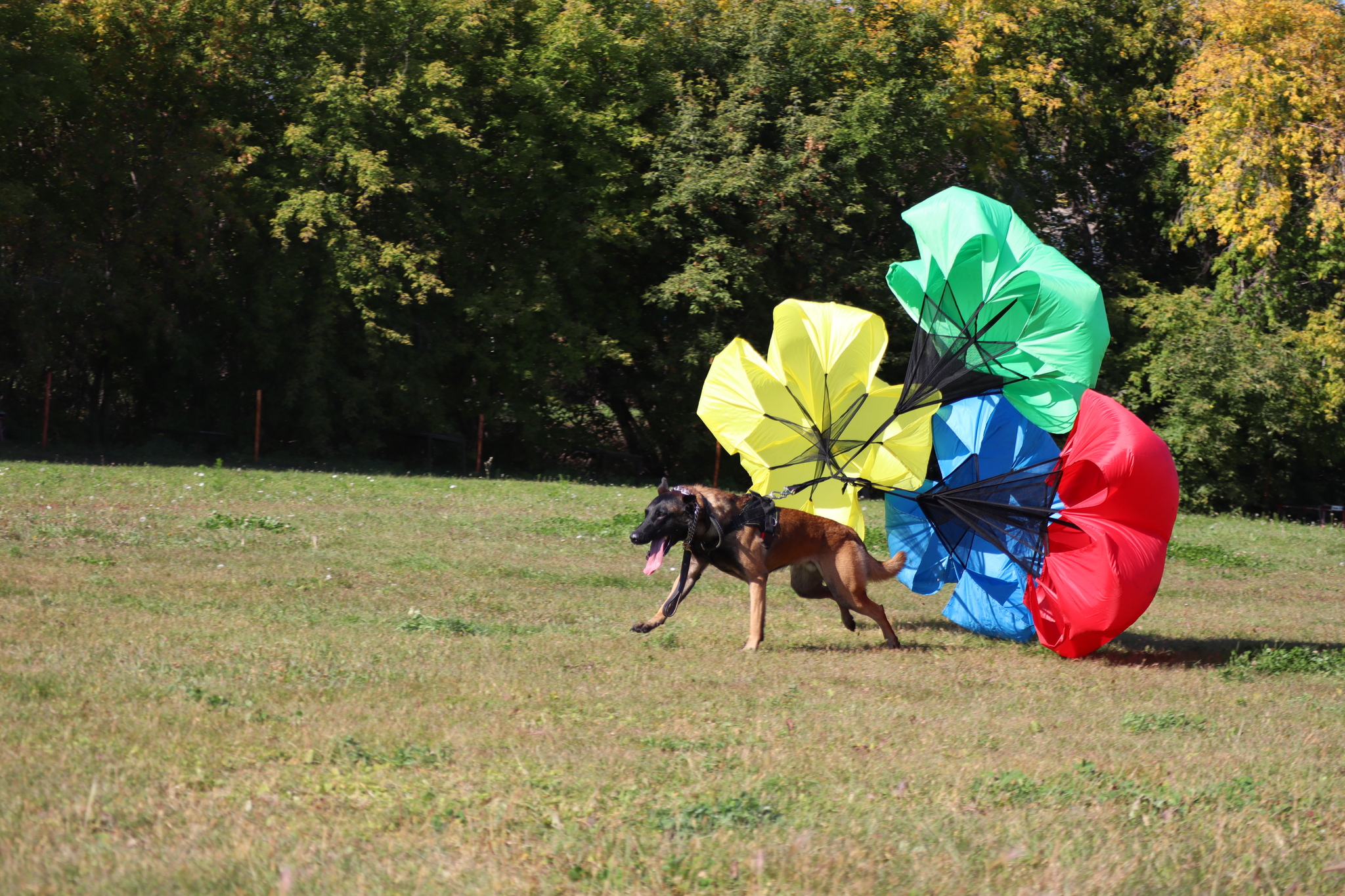 Dog training in Omsk - OCSSSS 09/21/2024 - Dog, Dog lovers, Puppies, Omsk, Training, Г“Г±Г±Г±, Longpost