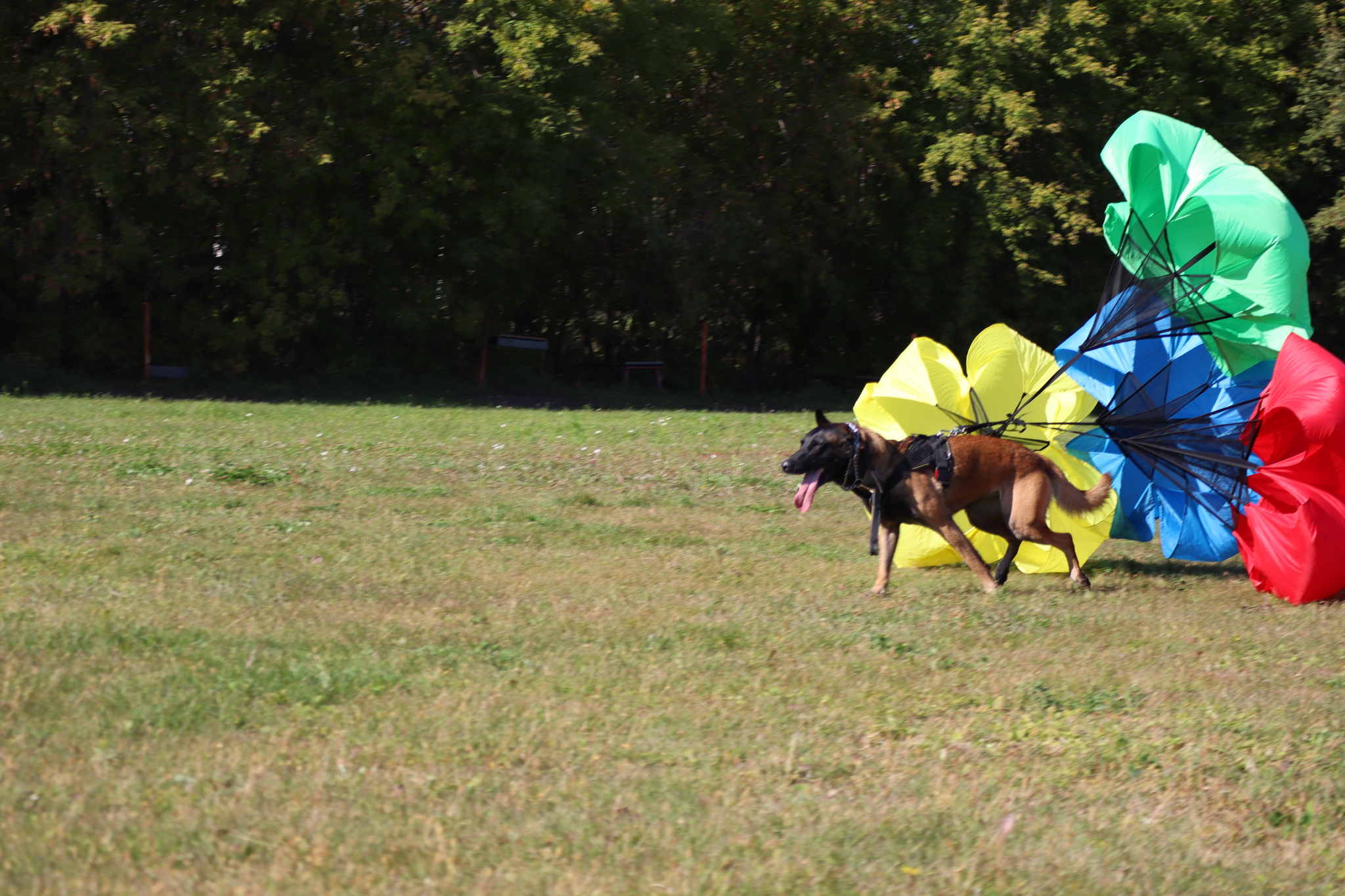 Dog training in Omsk - OCSSSS 09/21/2024 - Dog, Dog lovers, Puppies, Omsk, Training, Г“Г±Г±Г±, Longpost