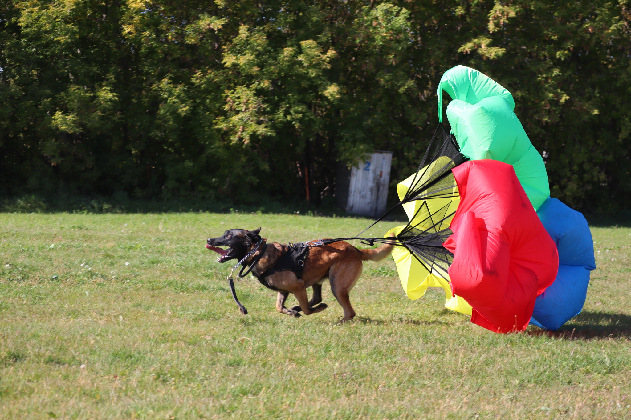 Dog training in Omsk - OCSSSS 09/21/2024 - Dog, Dog lovers, Puppies, Omsk, Training, Г“Г±Г±Г±, Longpost