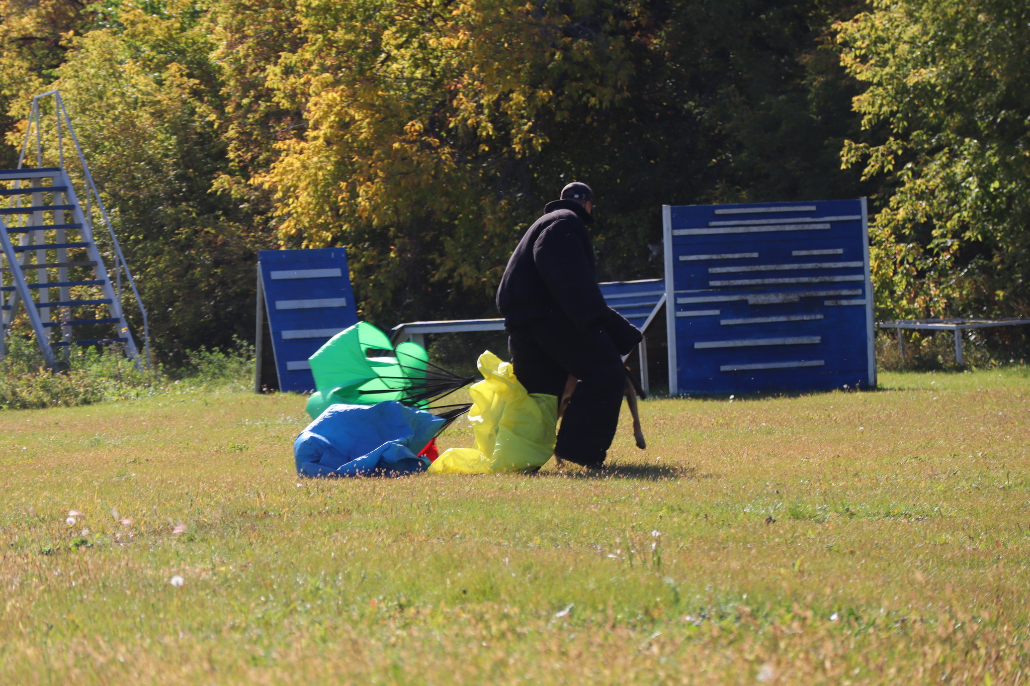 Dog training in Omsk - OCSSSS 09/21/2024 - Dog, Dog lovers, Puppies, Omsk, Training, Г“Г±Г±Г±, Longpost