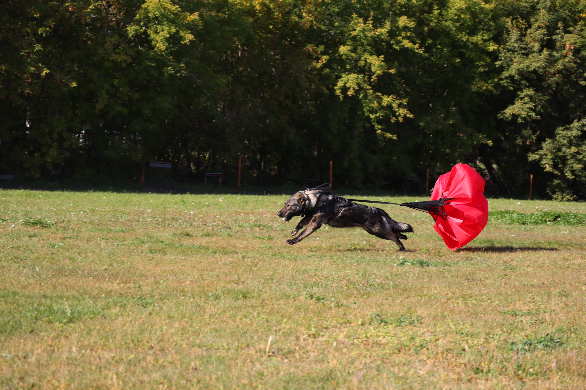 Dog training in Omsk - OCSSSS 09/21/2024 - Dog, Dog lovers, Puppies, Omsk, Training, Г“Г±Г±Г±, Longpost