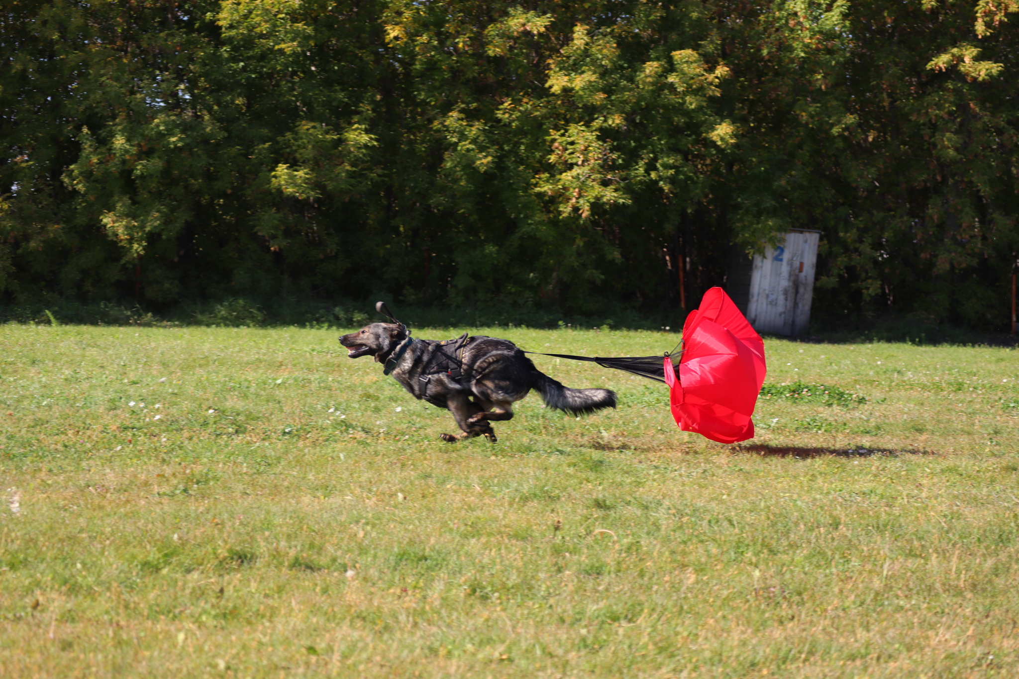 Dog training in Omsk - OCSSSS 09/21/2024 - Dog, Dog lovers, Puppies, Omsk, Training, Г“Г±Г±Г±, Longpost