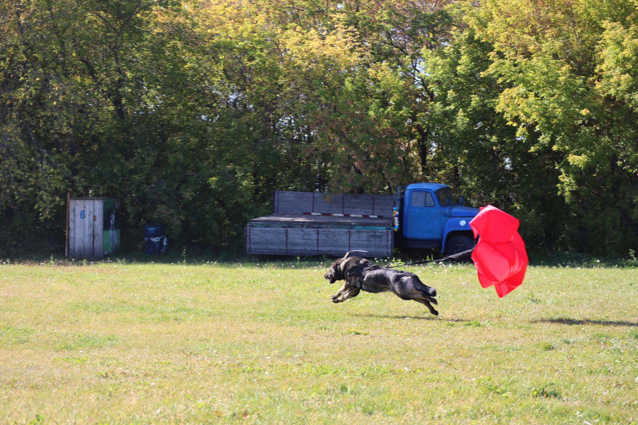 Dog training in Omsk - OCSSSS 09/21/2024 - Dog, Dog lovers, Puppies, Omsk, Training, Г“Г±Г±Г±, Longpost