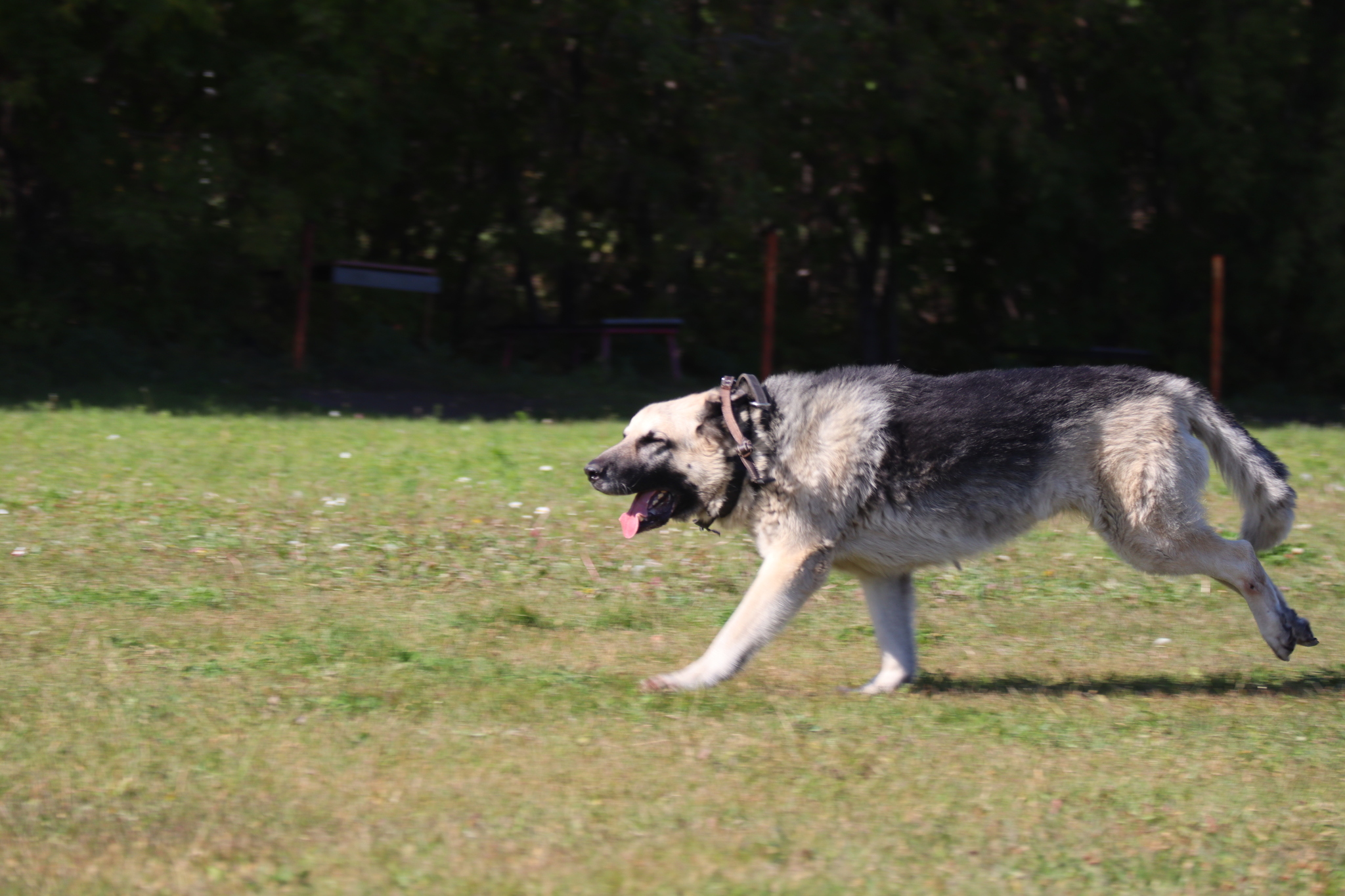 Dog training in Omsk - OCSSSS 09/21/2024 - Dog, Dog lovers, Puppies, Omsk, Training, Г“Г±Г±Г±, Longpost