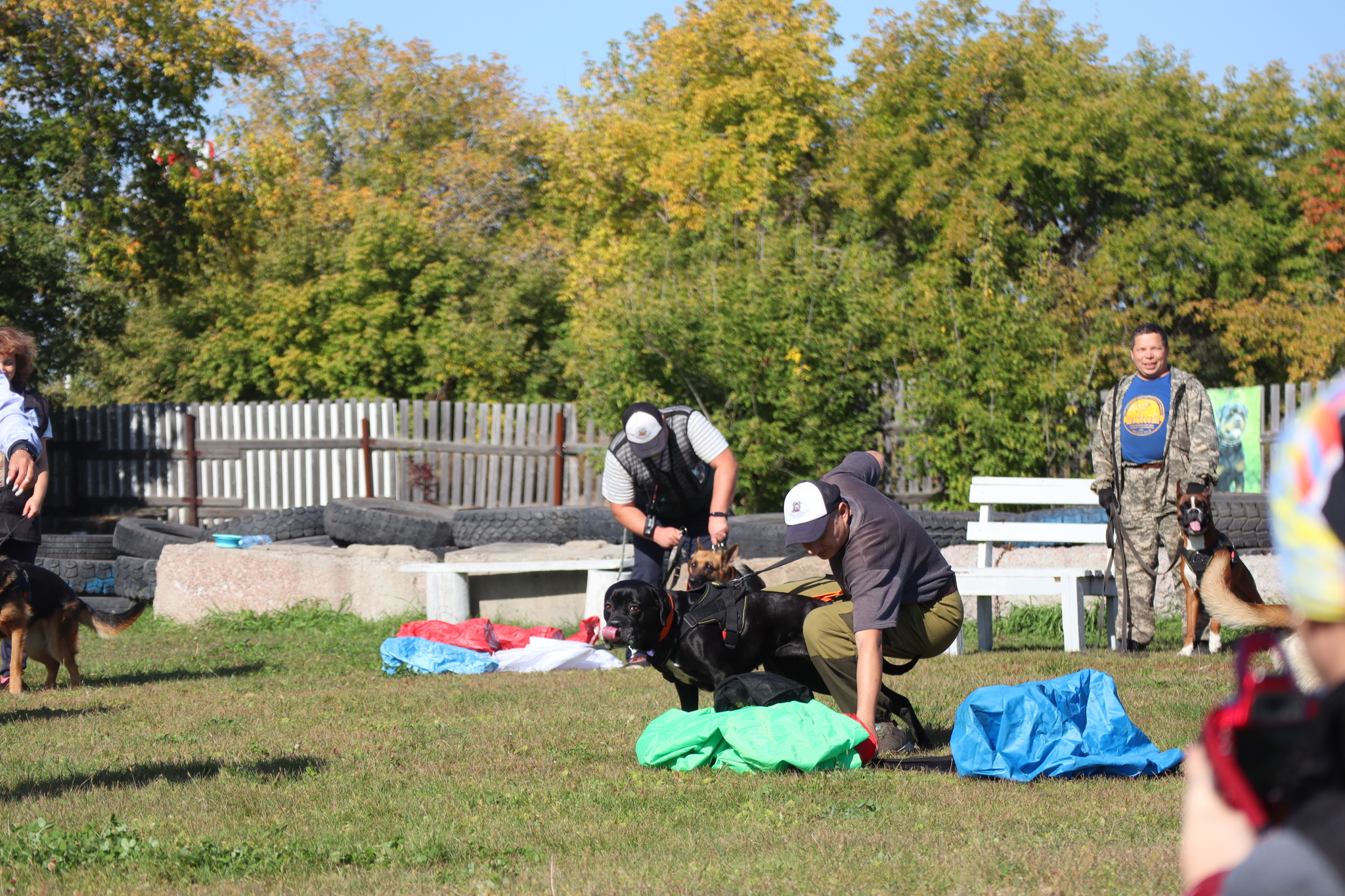 Dog training in Omsk - OCSSSS 09/21/2024 - Dog, Dog lovers, Puppies, Omsk, Training, Г“Г±Г±Г±, Longpost