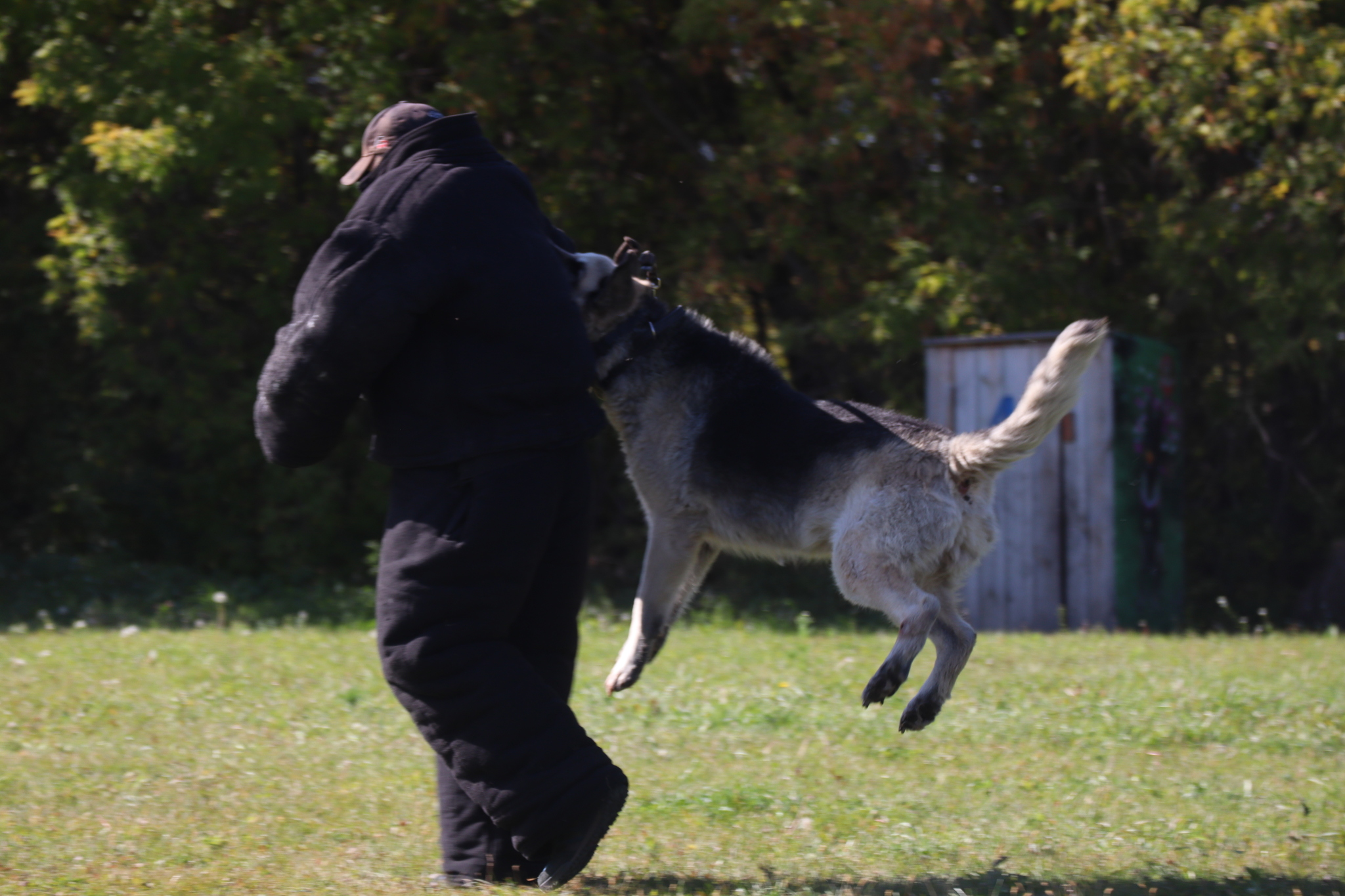 Dog training in Omsk - OCSSSS 09/21/2024 - Dog, Dog lovers, Puppies, Omsk, Training, Г“Г±Г±Г±, Longpost