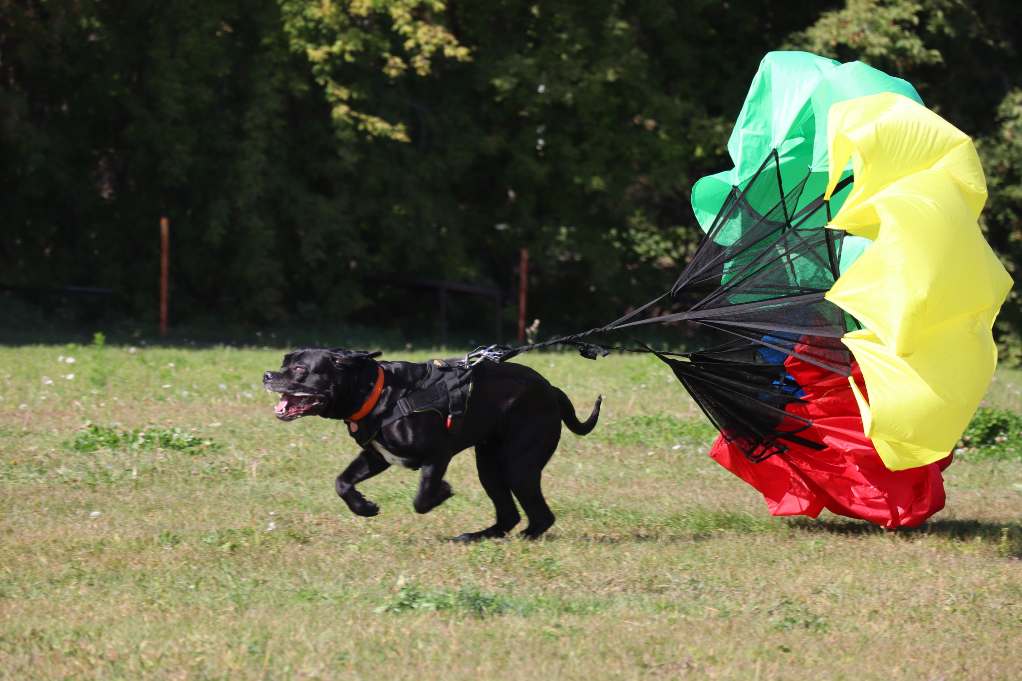 Dog training in Omsk - OCSSSS 09/21/2024 - Dog, Dog lovers, Puppies, Omsk, Training, Г“Г±Г±Г±, Longpost