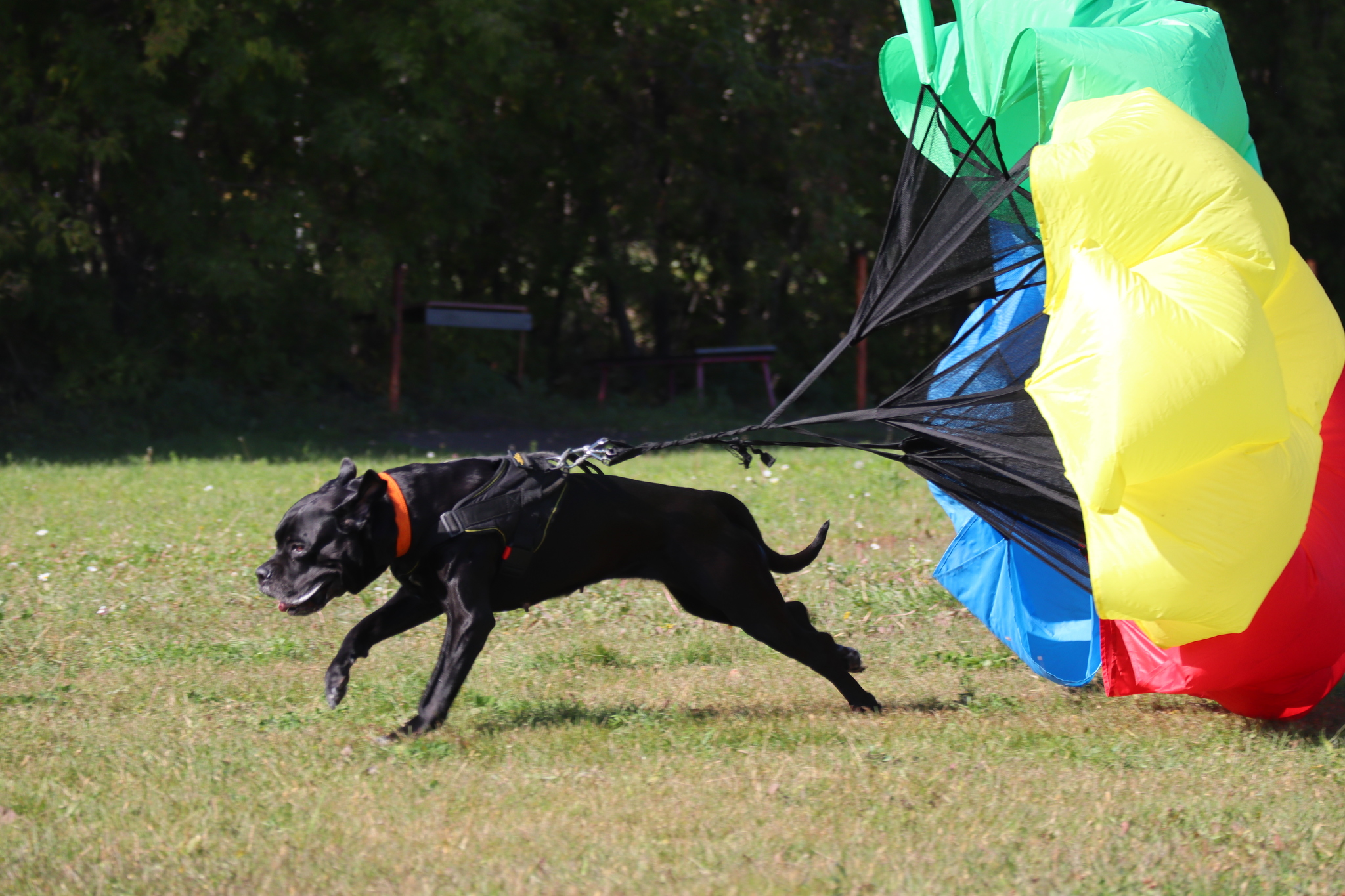 Dog training in Omsk - OCSSSS 09/21/2024 - Dog, Dog lovers, Puppies, Omsk, Training, Г“Г±Г±Г±, Longpost