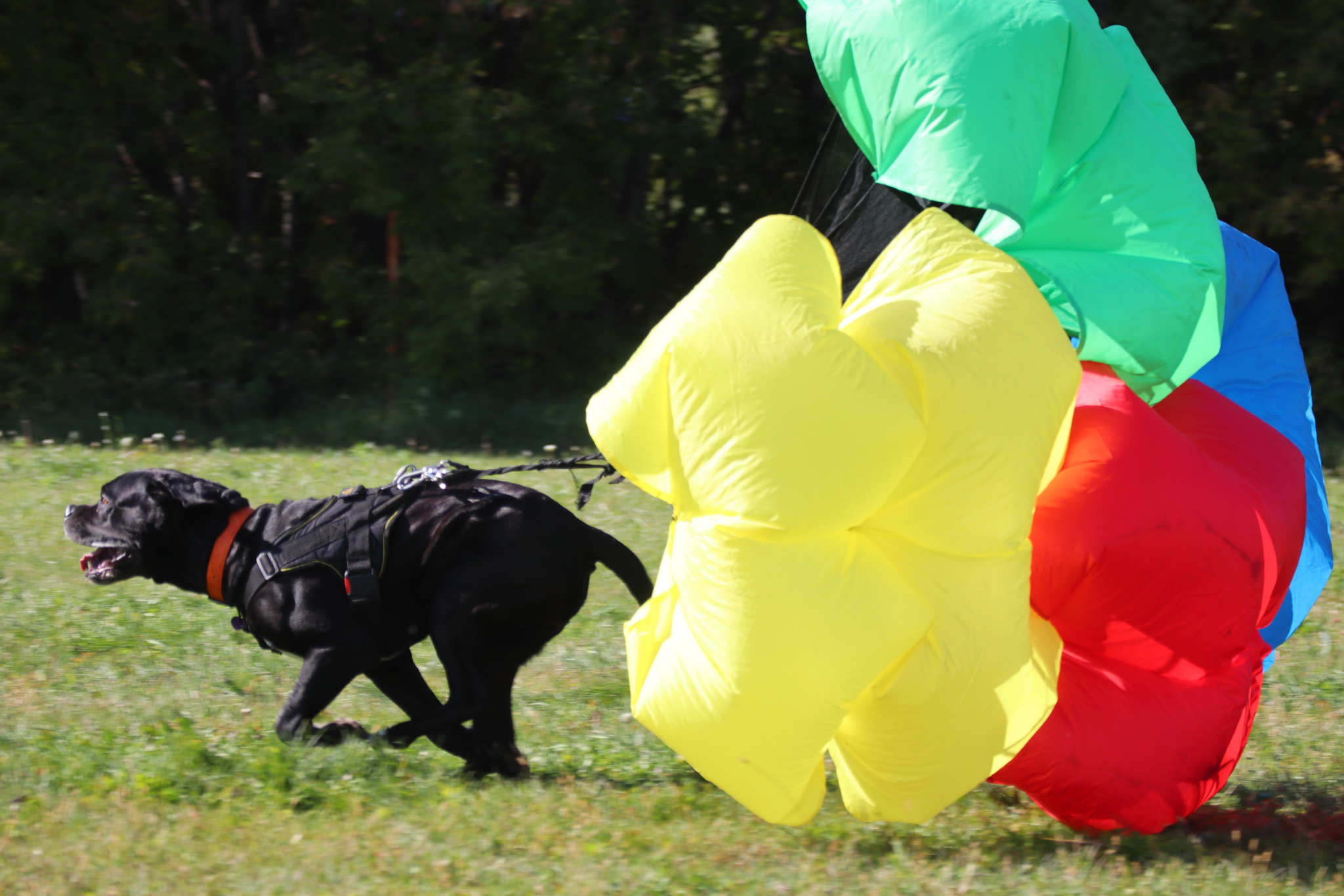 Dog training in Omsk - OCSSSS 09/21/2024 - Dog, Dog lovers, Puppies, Omsk, Training, Г“Г±Г±Г±, Longpost