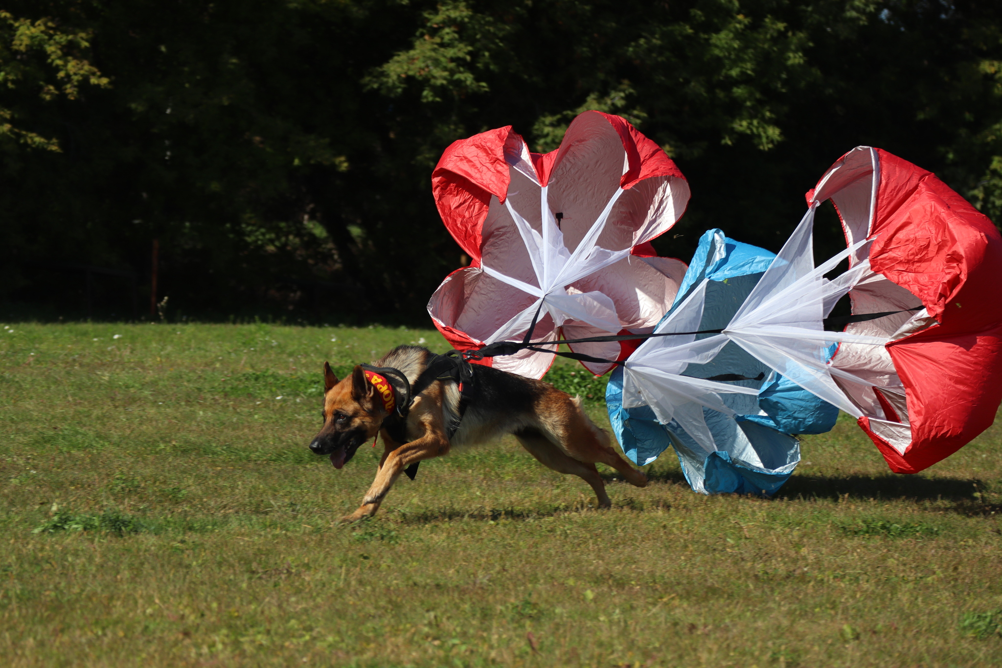 Dog training in Omsk - OCSSSS 09/21/2024 - Dog, Dog lovers, Puppies, Omsk, Training, Г“Г±Г±Г±, Longpost