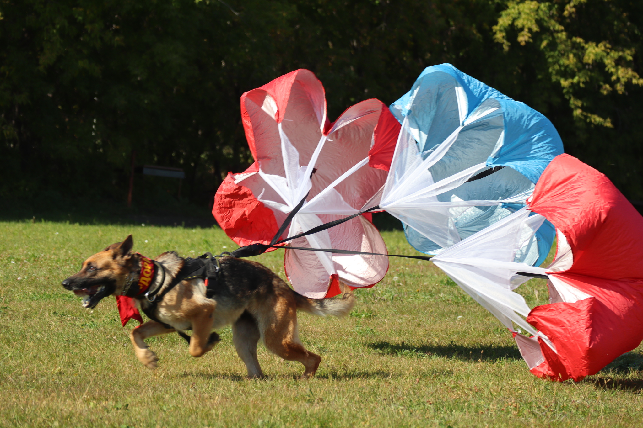 Dog training in Omsk - OCSSSS 09/21/2024 - Dog, Dog lovers, Puppies, Omsk, Training, Г“Г±Г±Г±, Longpost