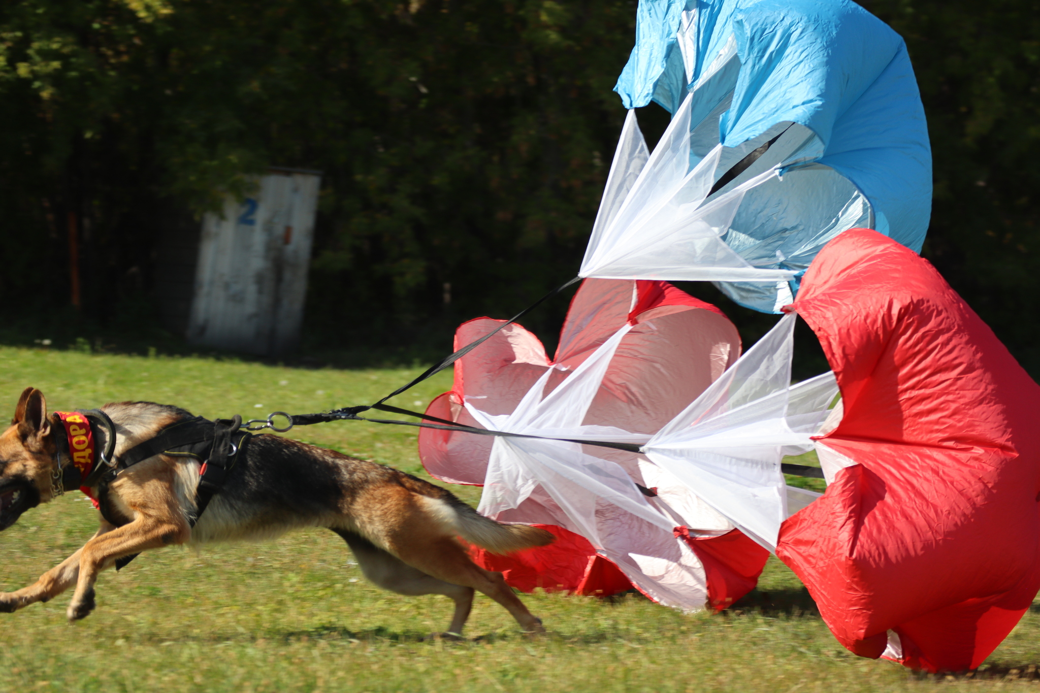 Dog training in Omsk - OCSSSS 09/21/2024 - Dog, Dog lovers, Puppies, Omsk, Training, Г“Г±Г±Г±, Longpost