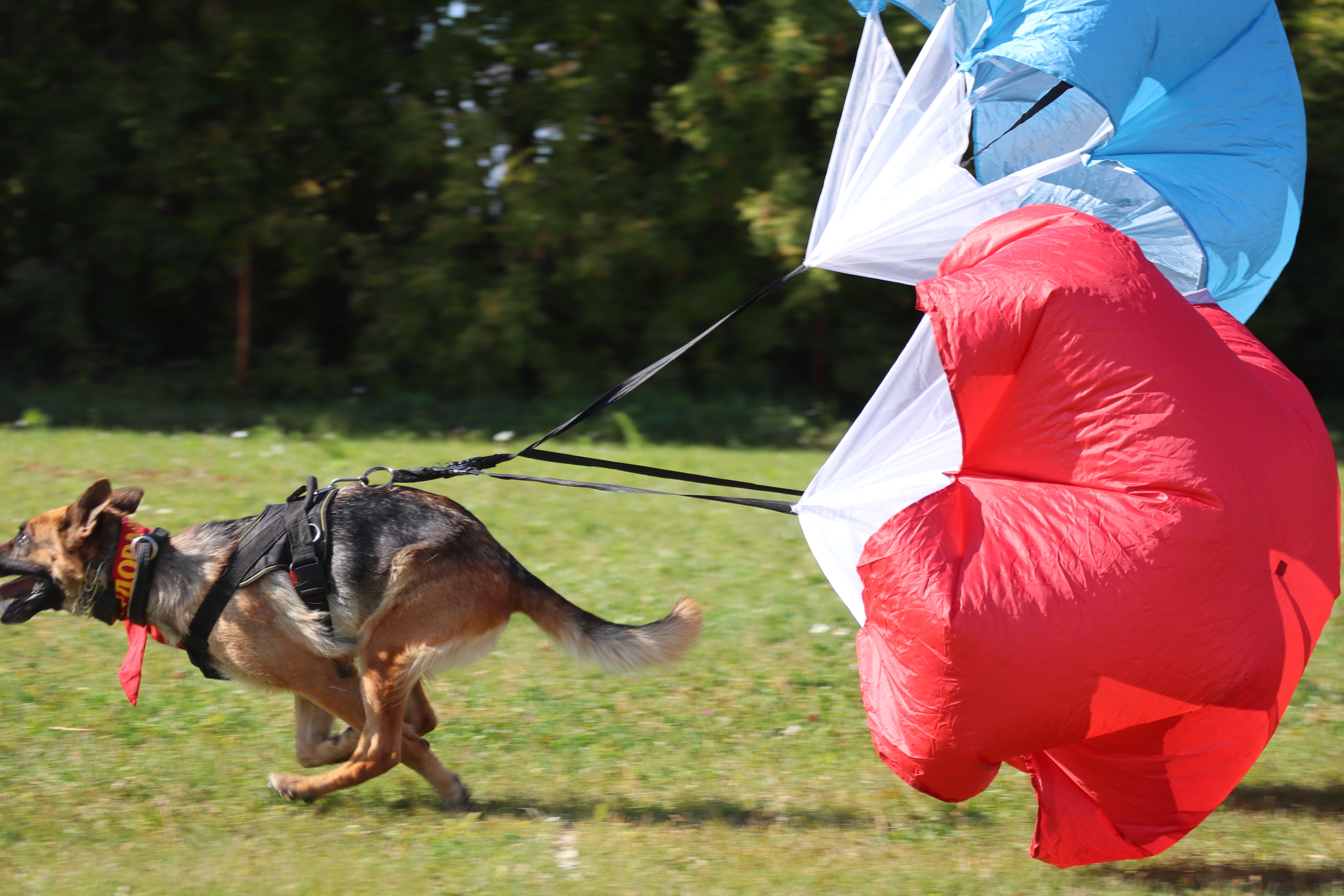 Dog training in Omsk - OCSSSS 09/21/2024 - Dog, Dog lovers, Puppies, Omsk, Training, Г“Г±Г±Г±, Longpost