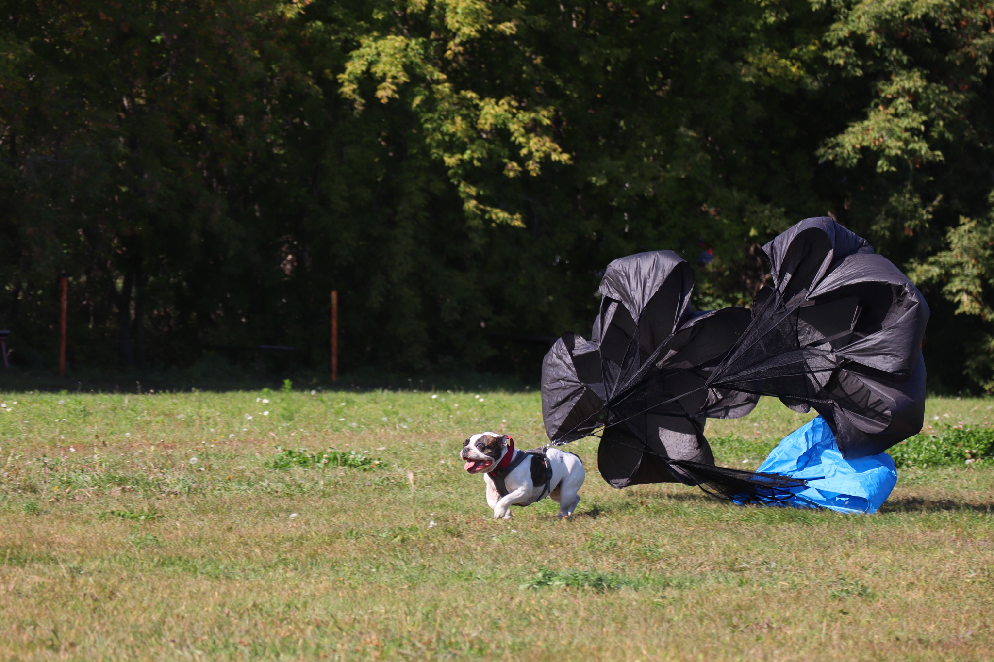 Dog training in Omsk - OCSSSS 09/21/2024 - Dog, Dog lovers, Puppies, Omsk, Training, Г“Г±Г±Г±, Longpost