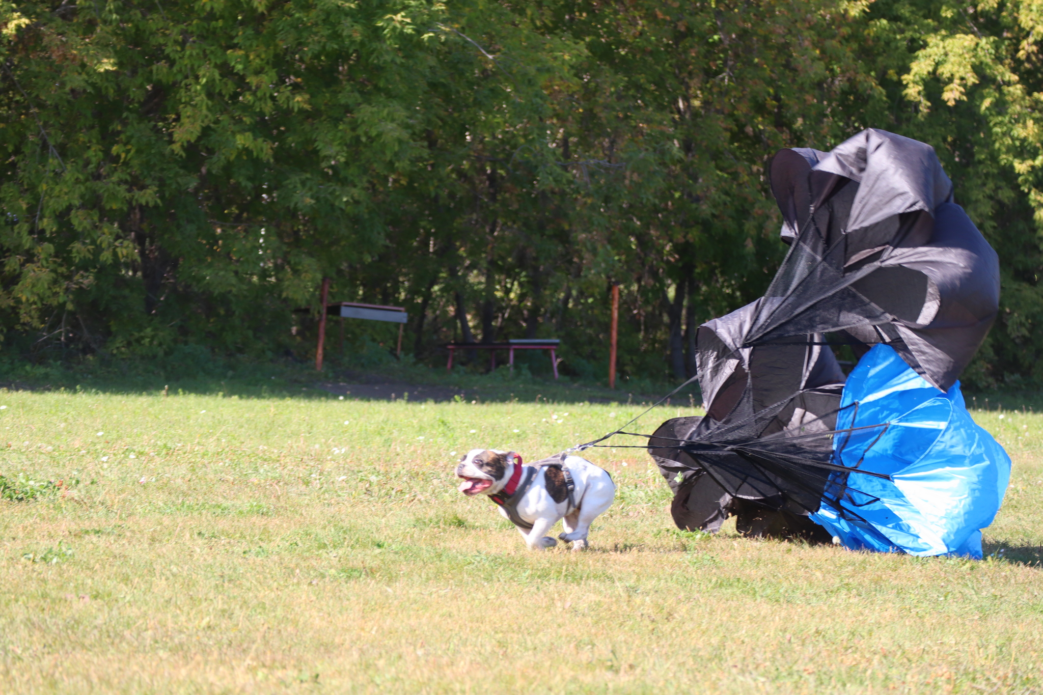 Dog training in Omsk - OCSSSS 09/21/2024 - Dog, Dog lovers, Puppies, Omsk, Training, Г“Г±Г±Г±, Longpost