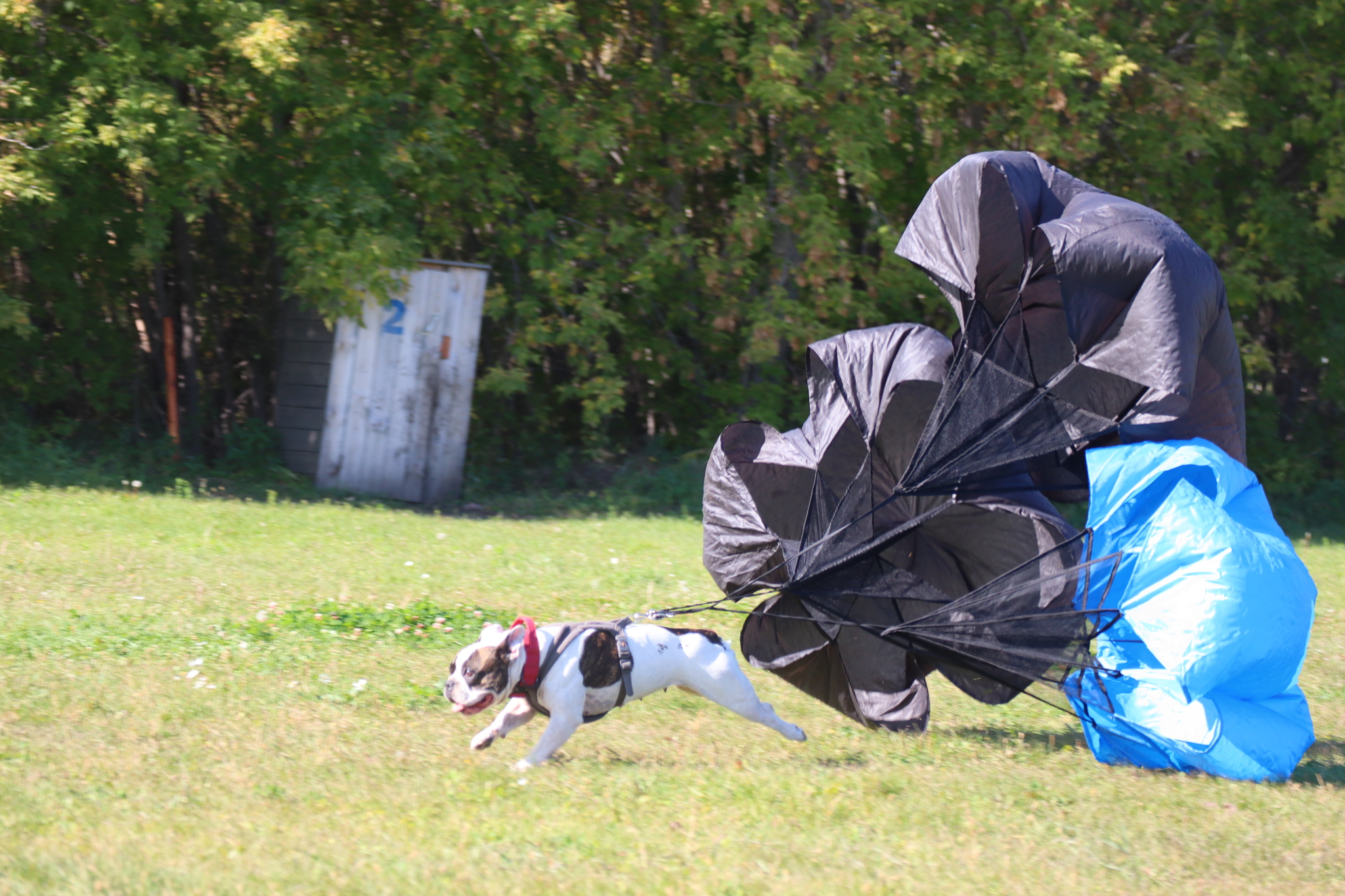 Dog training in Omsk - OCSSSS 09/21/2024 - Dog, Dog lovers, Puppies, Omsk, Training, Г“Г±Г±Г±, Longpost