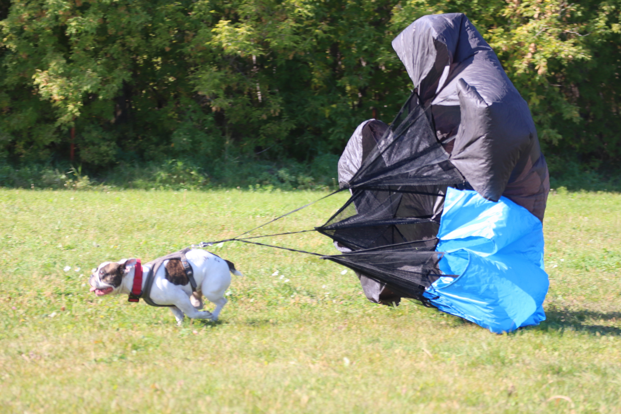 Dog training in Omsk - OCSSSS 09/21/2024 - Dog, Dog lovers, Puppies, Omsk, Training, Г“Г±Г±Г±, Longpost