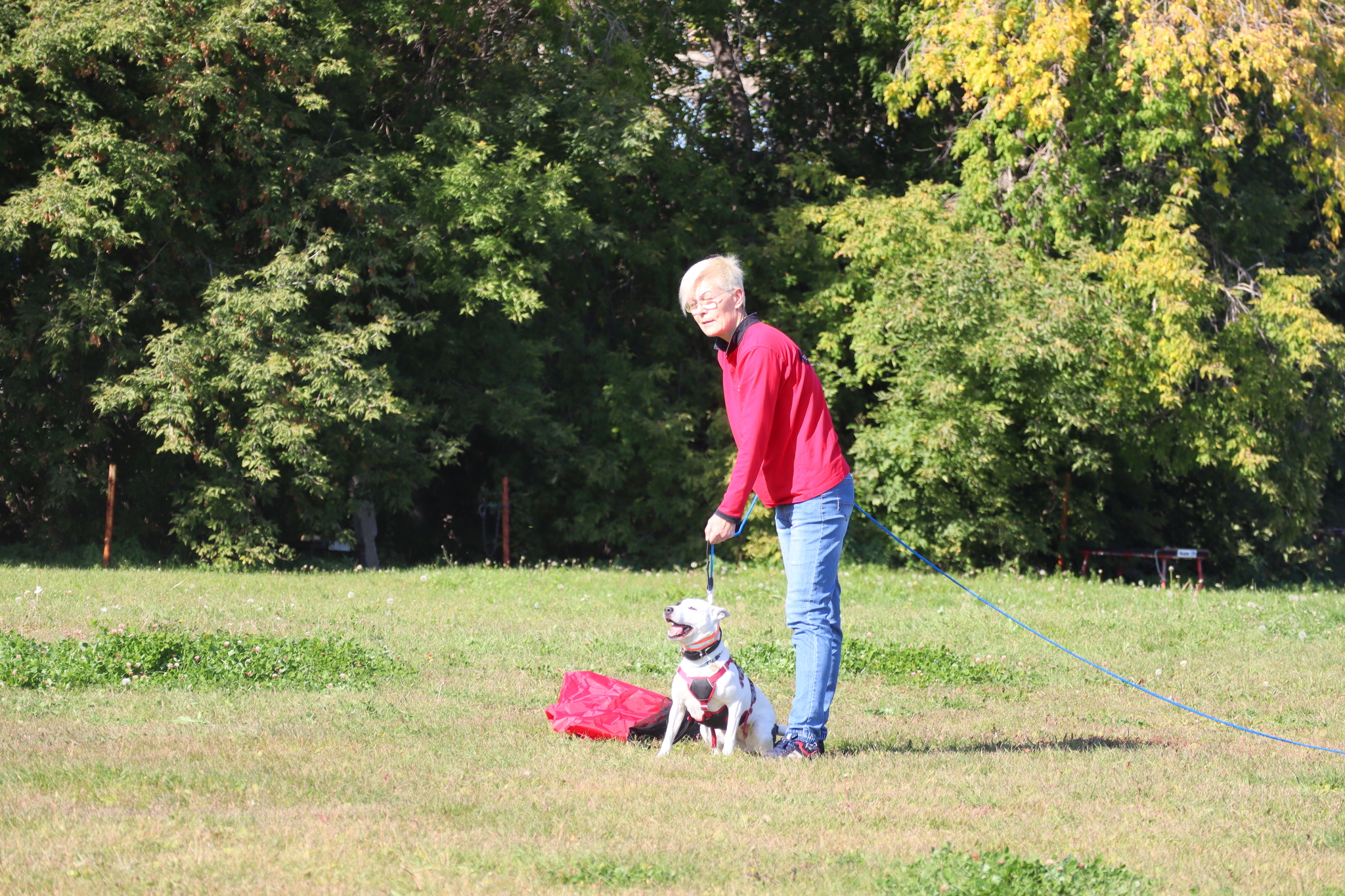 Dog training in Omsk - OCSSSS 09/21/2024 - Dog, Dog lovers, Puppies, Omsk, Training, Г“Г±Г±Г±, Longpost