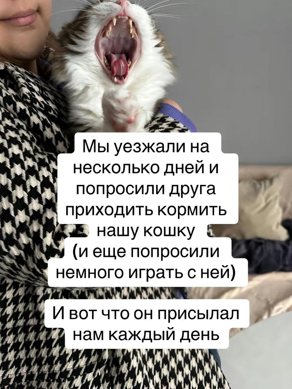 Кажется, она скоро от нас уйдёт ... к другу - Кот, Юмор, Игры, Милота, Пушистые, Смешные животные, Telegram (ссылка), Длиннопост