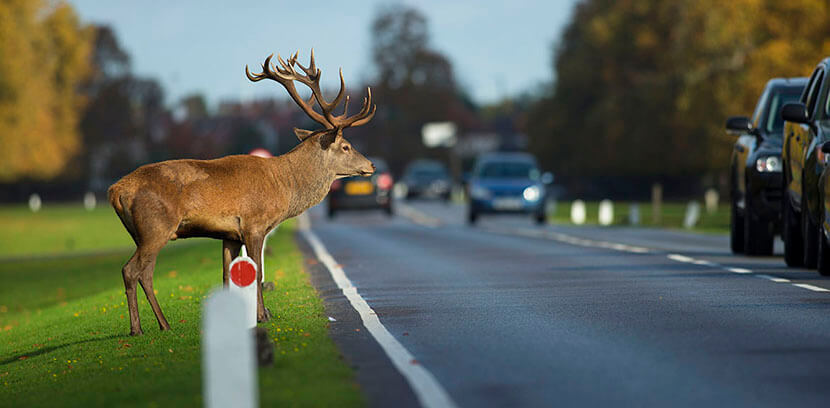 Beast on the Road: Who Will Pay When Colliding with an Animal - My, Motorists, Car, Road accident, Road, The beast, Animals, Useful, Driver, Auto, Transport, Republic of Belarus, Traffic rules, Place, Fine, Disappeared, Safety, Guilt, Gai, Longpost